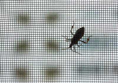How to Seal Windows From Bugs